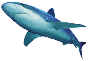 Shark PNG-18827